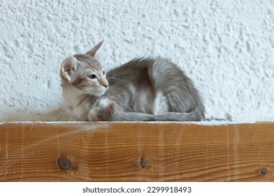 Portrait of a lying Oriental Longhair Kitten