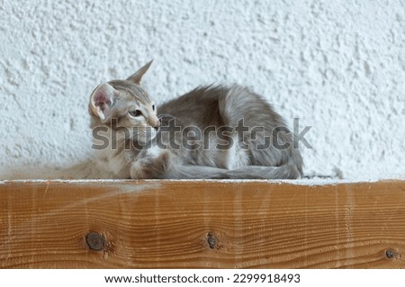 Portrait of a lying Oriental Longhair Kitten