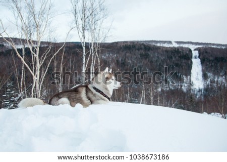 Portrait of lying topdog Husky in winter forest. Profile portrait of attentive Beige and White Siberian husky dog is on the snow on a mountain background