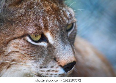 Bobcat Eyes Images Stock Photos Vectors Shutterstock