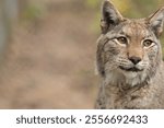 portrait of a lynx with a place for an inscription, lynx, lynx detaching its head, wild cat, lynx protection, Europe, big cat, wild cat