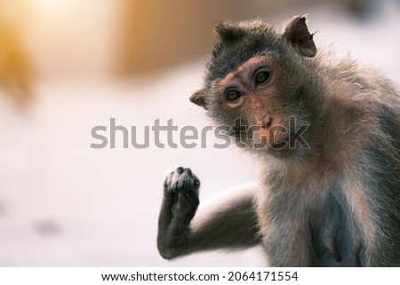 Portrait of macaque monkey, Monkey sitting on fence against Bali sea, Barbary macaques of Gibraltar.