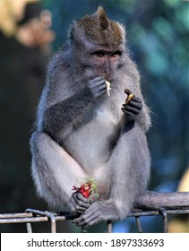 Portrait of a macaque monkey snacking in Bali