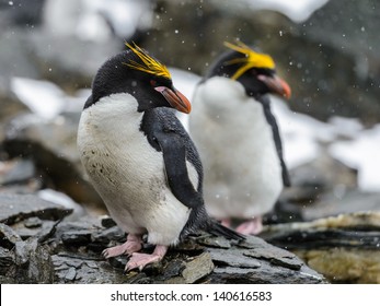 Portrait Of The Macaroni Penguins