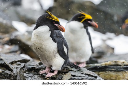 Portrait Of The Macaroni Penguins