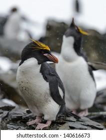 Portrait Of The Macaroni Penguins