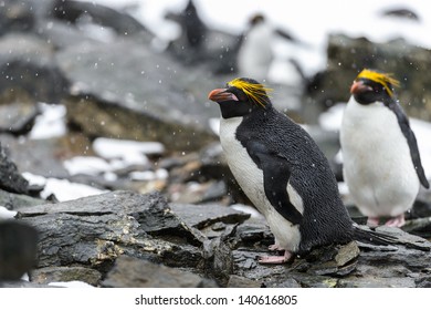 Portrait Of The Macaroni Penguins