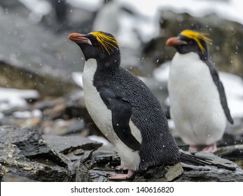 Portrait Of The Macaroni Penguins