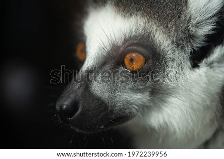 Image, Stock Photo Katta Animal Wild animal