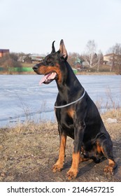 Portrait of a magnificent doberman. Doberman with cropped ears. Large powerful doberman male