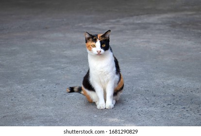 Portrait Of A Magnificent Domestic Calico Cat, Sitting On Grey Background And Looking Straight To The Camera.