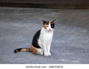 Calico Cat Hd Stock Images Shutterstock