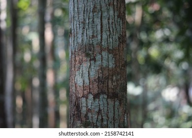 Portrait Of Mahogany Tree In Bangladesh
