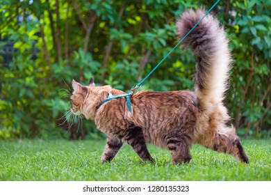 Maine Coon Walking High Res Stock Images Shutterstock