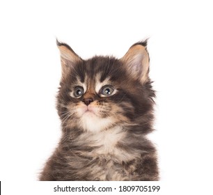 Portrait of Maine Coon kitten isolated over white background - Shutterstock ID 1809705199