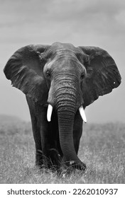 A portrait of a majestic African elephant in Savannah, Masai Mara
