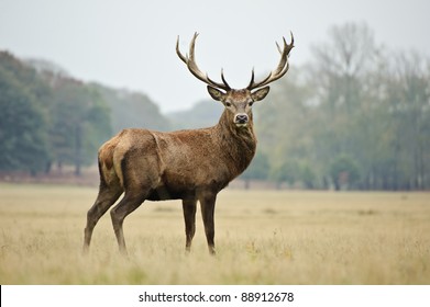 Portrait of majestic powerful adult red deer stag in Autumn Fall forest - Shutterstock ID 88912678