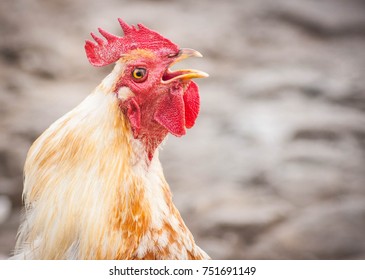 Portrait Of A Majestic Rooster With Red Head Crowing