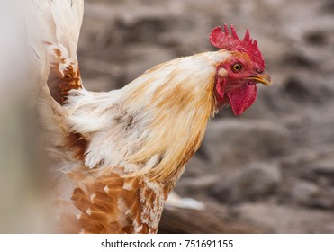 Portrait Of A Majestic Rooster With Red Head Beating Its Wings