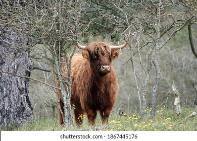 20+ Free Highland Cow Wallpaper - Pikwizard