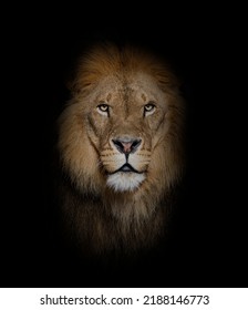 Portrait of a Male adult lion looking at the camera, Panthera leo, on black - Shutterstock ID 2188146773
