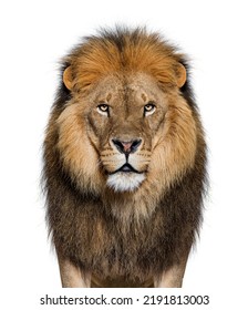 Portrait of a Male adult lion looking at the camera, Panthera leo, isolated on white - Shutterstock ID 2191813003