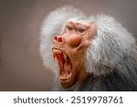 portrait of a male baboon with open mouthg