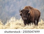 A Portrait of a Male Bison in Yellowstone National Park