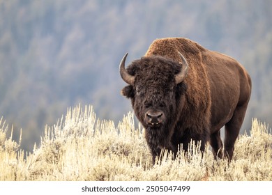 A Portrait of a Male Bison in Yellowstone National Park