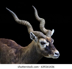 Portrait of a male blackbuck