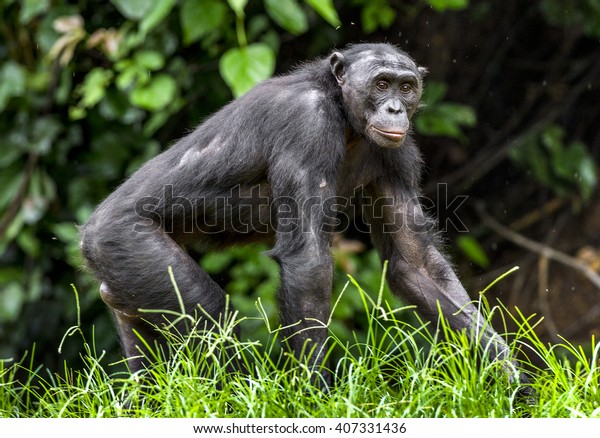 The portrait of  male Bonobo walking in
the jungle. The Bonobo ( Pan paniscus), called the pygmy
chimpanzee. Democratic Republic of Congo.
Africa

