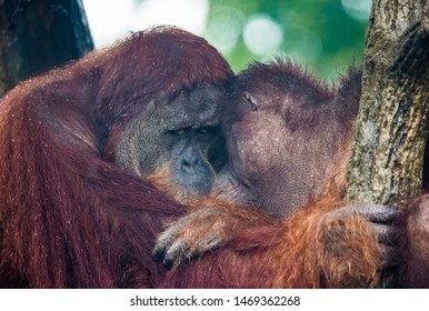 Portrait Of Male Bored Thoughtful Sad Orangutan In Wet Rainy Day. Sadness And Grief Are In Clever Eyes Of Big Ape. Borneo.