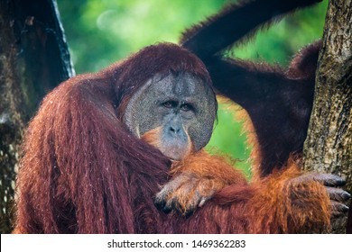 Portrait Of Male Bored Thoughtful Sad Orangutan In Wet Rainy Day. Sadness And Grief Are In Clever Eyes Of Big Ape. Borneo.