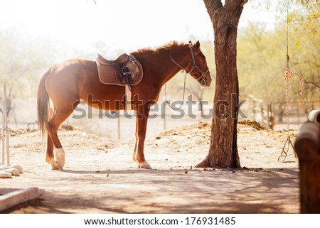 Similar – Image, Stock Photo Brown horse standing on a green field