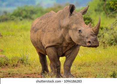 Portrait of a male bull white Rhino grazing in Kruger National park during our stay in Marloth park - Shutterstock ID 1096186283
