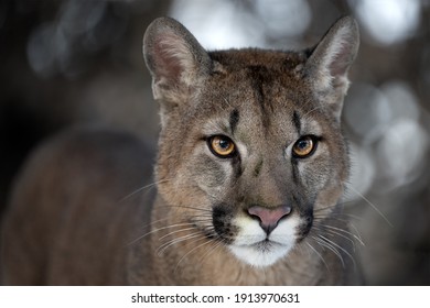 Portrait of a male by a cougar in the park.