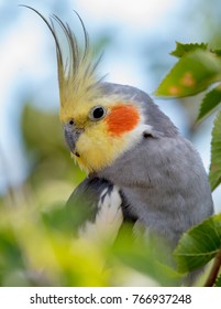 Portrait of a male Cockatiel, Nymphicus hollandicus, an Australian member of the cockatoo family.  This one had escaped to the garden and is excited as shown by  the raised crest.