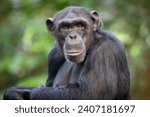 Portrait of a male common chimpanzee (Pan troglodytes).