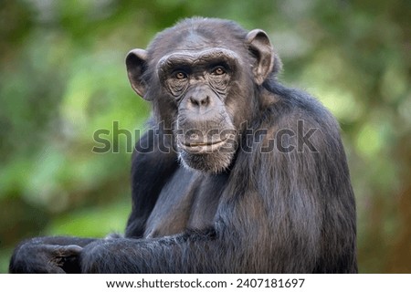 Portrait of a male common chimpanzee (Pan troglodytes).