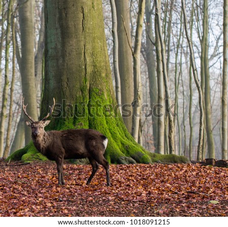 A little deer stands in the forest