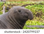 Portrait of a male elephant seal