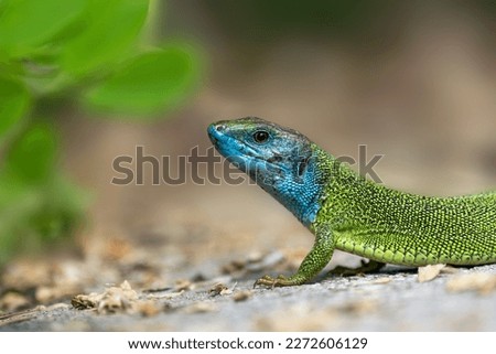 Portrait of a male  European green lizard (Lacerta viridis)