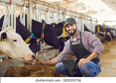 Portrait of a male farmer who is feeding a cow in a cowshed on a farm with straw in his hands. Farm worker takes care of a cow and cattle. People and animal husbandry concept.