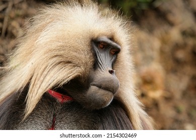 Portrait of a male galada baboon, sometimes called the bleeding-heart monkey or red heart baboon  in the Simien Mountains National Park in Ethiopia