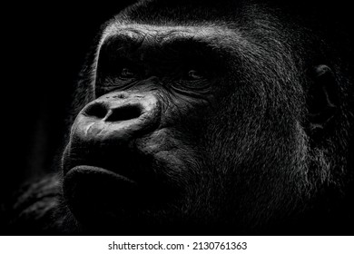 Portrait of a male gorilla close-up. Gorilla in dark. Gorilla nose. Gorilla macro portrait