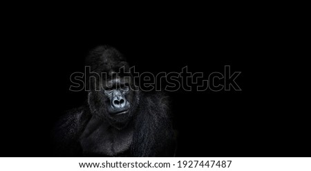 Portrait of a male gorilla on a black background, severe silverback, Grave look of the great ape, the most dangerous and biggest monkey of the world. The chief of a gorilla family. APE.