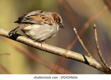 スズメ の画像 写真素材 ベクター画像 Shutterstock