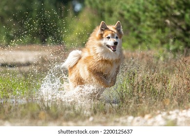 Portrait of a male icelandic sheepdog running through water in late summer outdoors