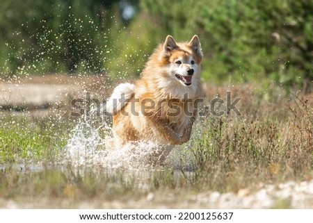  Portrait of a male icelandic sheepdog running through water in late summer outdoors