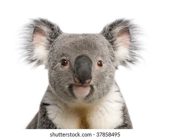 Portrait of male Koala bear, Phascolarctos cinereus, 3 years old, in front of white background, studio shot